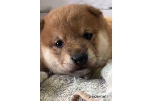 販売中の静岡県の柴犬-230294